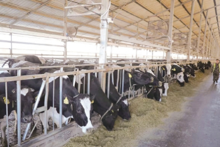 乳品廠的危險(xiǎn)氣體檢測,保障食品和工人的安全