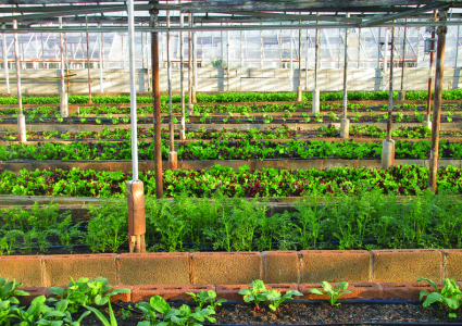 應用在農業環境溫度監測中的高精度數字溫度傳感芯片