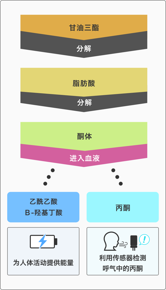 丙酮傳感器TGS1820用于呼氣丙酮檢測與脂肪燃燒率監測